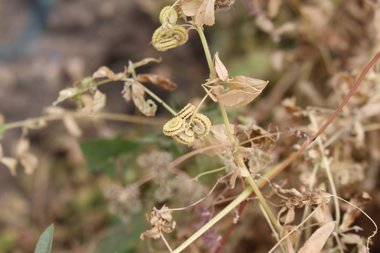 القرون، شهر أيار. هذه الصورة مرخصة تحت المشاع الاٍبداعي نسب المصنف - غير تجاري 4.0