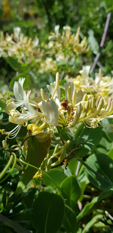 Flowers & Leaves, May. This photo is available under the Creative Commons CC-BY-NC 4.0 License.