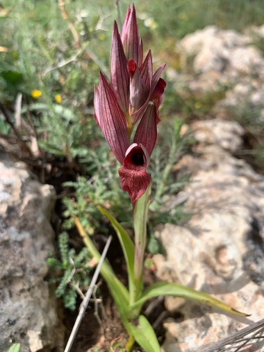 الزهرة، شهر آذار. هذه الصورة مرخصة تحت المشاع الإبداعي نسب المصنف - غير تجاري 4.0