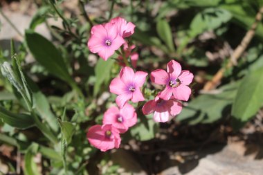 Flowers, April. This photo is available under the Creative Commons CC-BY-NC 4.0 License.