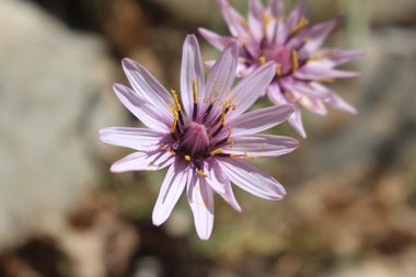 Flowers, April. This photo is available under the Creative Commons CC-BY-NC 4.0 License.