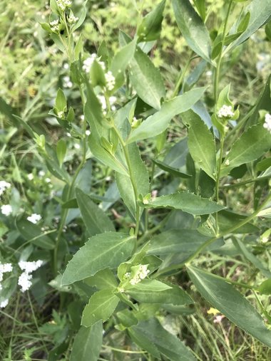 نسب المصنف - غير تجاري 4.0 دولي (CC BY-NC 4.0)- i naturalist.