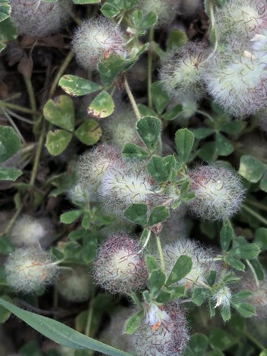 Flowers, May. This photo is available under the Creative Commons CC-BY-NC 4.0.