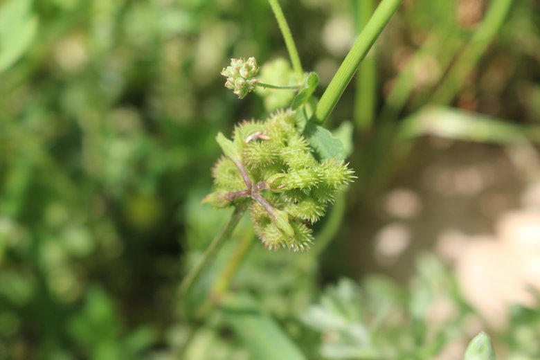 الزهرة، شهر نيسان. هذه الصورة مرخصة تحت المشاع الاٍبداعي نسب المصنف - غير تجاري 4.0