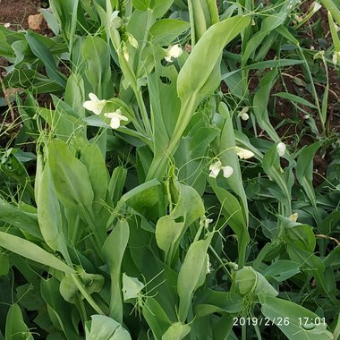 الأزهار و الأوراق، شهر شباط. هذه الصورة مرخصة تحت المشاع الإبداعي نسب المصنف - غير تجاري 4.0