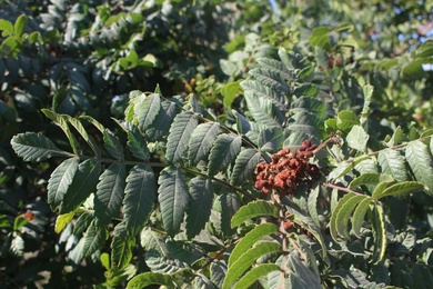 Seeds & Leaves. This photo is available under the Creative Commons CC-BY-NC 4.0.