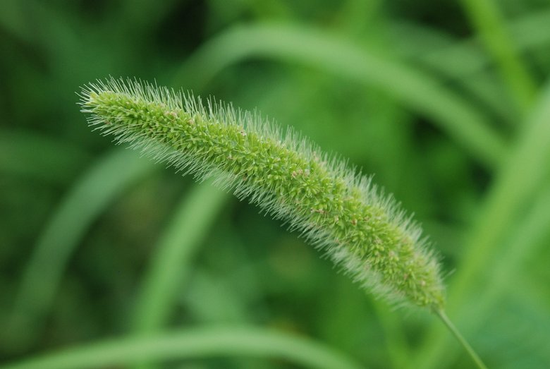 نسب المصنف - غير تجاري 4.0 دولي (CC BY-NC 4.0)- i naturalist.