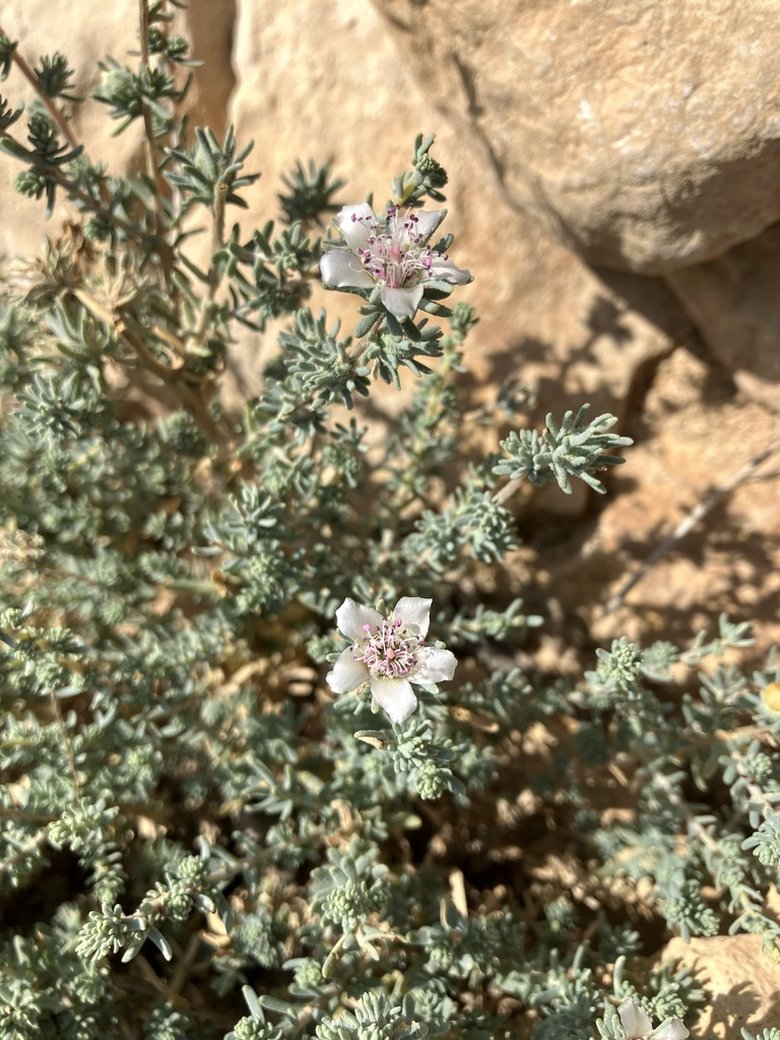 نسب المصنف - غير تجاري 4.0 دولي (CC BY-NC 4.0)- i naturalist.