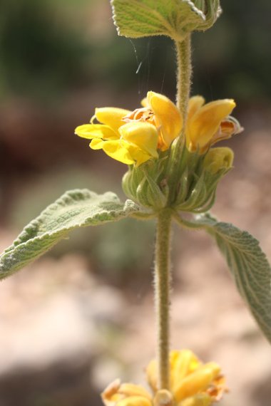 الأزهار والأوراق، شهر نيسان. هذه الصورة مرخصة تحت المشاع الاٍبداعي نسب المصنف - غير تجاري 4.0