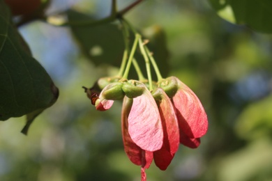 Fruits, April. This photo is available under the Creative Commons CC-BY-NC 4.0 License.
