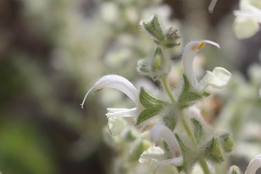 الأزهار، شهر نيسان. هذه الصورة مرخصة تحت المشاع الاٍبداعي نسب المصنف - غير تجاري 4.0