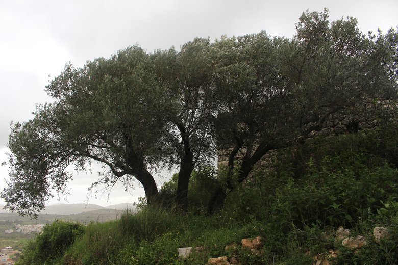 صورة عامة، شهر آذار. هذه الصورة مرخصة تحت المشاع الاٍبداعي نسب المصنف - غير تجاري 4.0