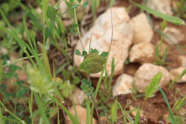 القرون، شهر آذار. هذه الصورة مرخصة تحت المشاع الاٍبداعي نسب المصنف - غير تجاري 4.0