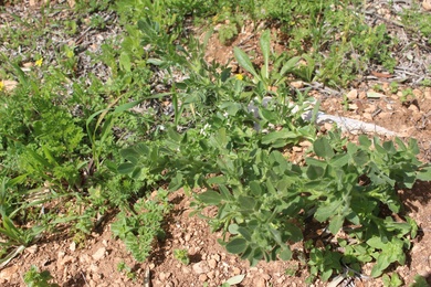 Leaves, March. This photo is available under the Creative Commons CC-BY-NC 4.0 License.