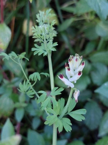 نسب المصنف - غير تجاري 4.0 دولي (CC BY-NC 4.0)- i naturalist.