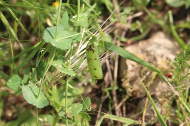 القرن، شهر أذار. هذه الصورة مرخصة تحت المشاع الاٍبداعي نسب المصنف - غير تجاري 4.0