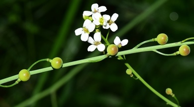 Via inaturalist. Licensed under Attribution-NonCommercial 4.0.International.