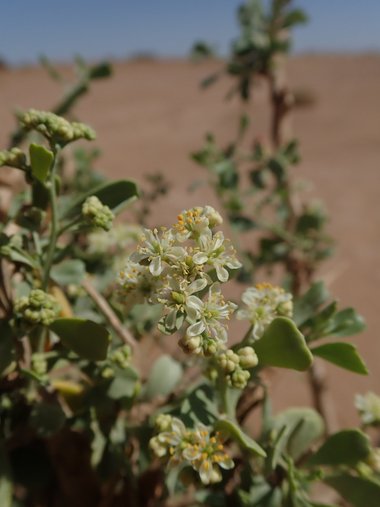 نسب المصنف - غير تجاري 4.0 دولي (CC BY-NC 4.0)- i naturalist.