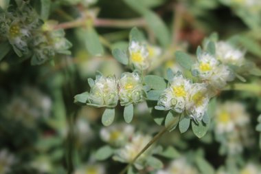 الأزهار والأوراق، شهر نيسان. هذه الصورة مرخصة تحت المشاع الاٍبداعي نسب المصنف - غير تجاري 4.0