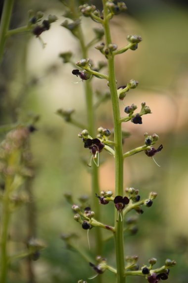 الأزهار، شهر آذار. هذه الصورة مرخصة تحت المشاع الاٍبداعي نسب المصنف - غير تجاري 4.0