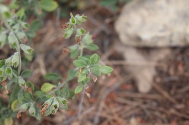 الأوراق، شهر حزيران. هذه الصورة مرخصة تحت المشاع الاٍبداعي نسب المصنف - غير تجاري 4.0