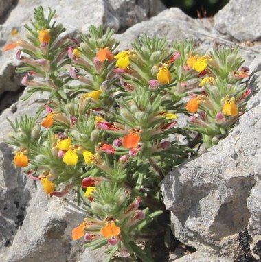 صورة عامة، شهر آذار. هذه الصورة مرخصة تحت المشاع الاٍبداعي نسب المصنف - غير تجاري 4.0