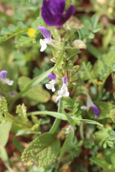 الأزهار، شهر آذار. هذه الصورة مرخصة تحت المشاع الاٍبداعي نسب المصنف - غير تجاري 4.0