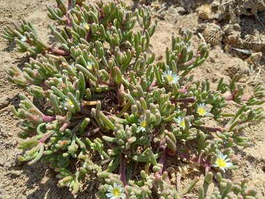 نسب المصنف - غير تجاري 4.0 دولي (CC BY-NC 4.0)- i naturalist.