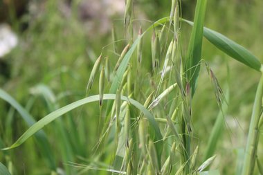 Spikes & Leaves, March. This photo is available under the Creative Commons CC-BY-NC 4.0 License.