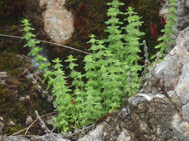 Via inaturalist. Licensed under Attribution-NonCommercial 4.0.International.