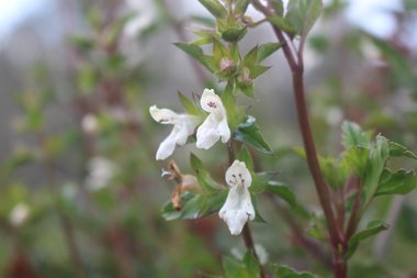Flower & Leaves, March. This photo is available under the Creative Commons CC-BY-NC 4.0.