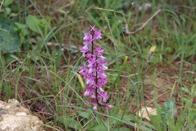 Flower, March. This photo is available under the Creative Commons CC-BY-NC 4.0 License.