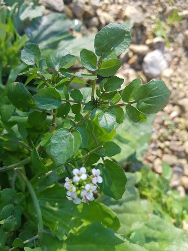 الأوراق، شهر كانون الثاني. هذه الصورة مرخصة تحت المشاع الإبداعي نسب المصنف - غير تجاري 4.0