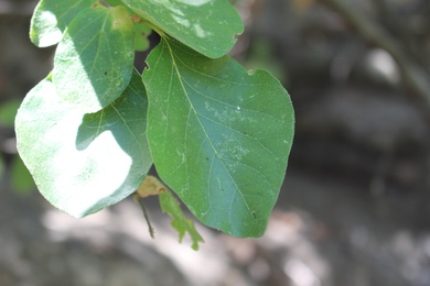 Leaves, August. This photo is available under the Creative Commons CC-BY-NC 4.0 License.