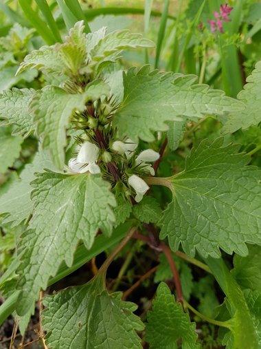 General View, February. This photo is available under the Creative Commons CC-BY-NC 4.0.