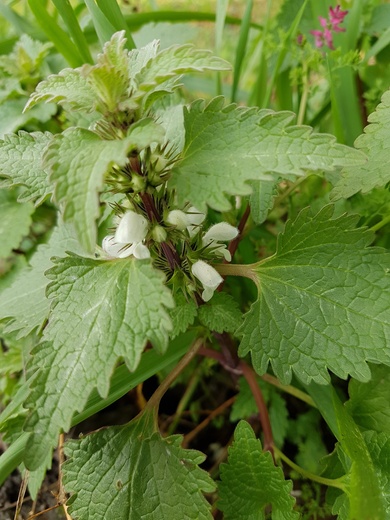 General View, February. This photo is available under the Creative Commons CC-BY-NC 4.0.