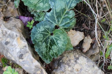 الأوراق، شهر شباط. هذه الصورة مرخصة تحت المشاع الإبداعي نسب المصنف - غير تجاري 4.0