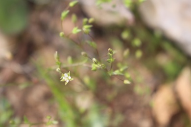 Flowers & Leaves, March. This photo is available under the Creative Commons CC-BY-NC 4.0 License.