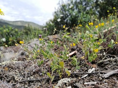 نسب المصنف - غير تجاري 4.0 دولي (CC BY-NC 4.0)- i naturalist.