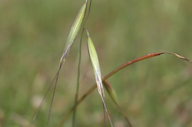 Spikes, March. This photo is available under the Creative Commons CC-BY-NC 4.0 License.