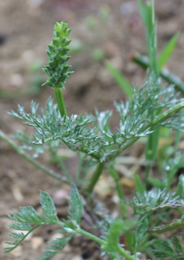 نسب المصنف - غير تجاري 4.0 دولي (CC BY-NC 4.0)- i naturalist.