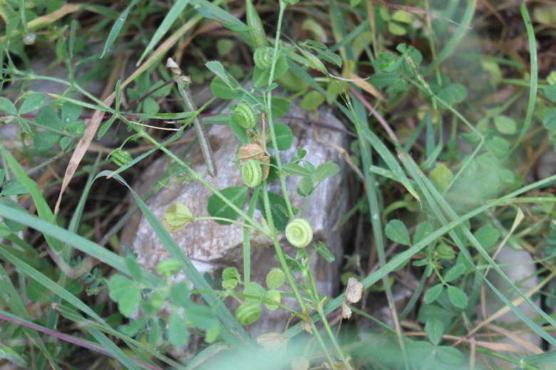 القرون والأوراق، شهر نيسان. هذه الصورة مرخصة تحت المشاع الاٍبداعي نسب المصنف - غير تجاري 4.0