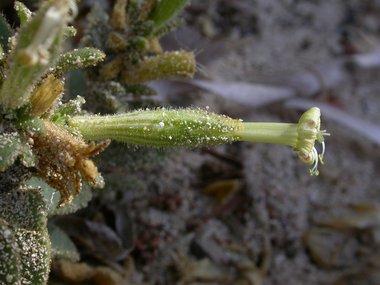 نسب المصنف - غير تجاري 4.0 دولي (CC BY-NC 4.0)- i naturalist.