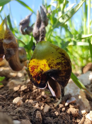 الزهرة، شهر آذار. هذه الصورة مرخصة تحت المشاع الاٍبداعي نسب المصنف - غير تجاري 4.0