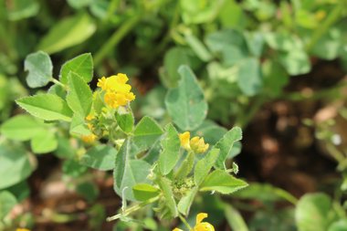 أزهار و أوراق، شهر آذار. هذه الصورة مرخصة تحت المشاع الاٍبداعي نسب المصنف - غير تجاري 4.0