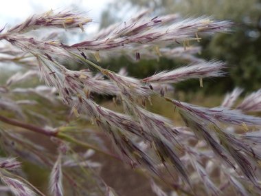 نسب المصنف - غير تجاري 4.0 دولي (CC BY-NC 4.0)- i naturalist.