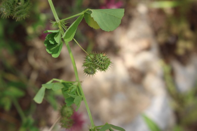 القرون والأوراق، شهر نيسان. هذه الصورة مرخصة تحت المشاع الاٍبداعي نسب المصنف - غير تجاري 4.0