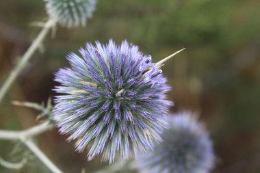 Flowers, June. This photo is available under the Creative Commons CC-BY-NC 4.0 License.