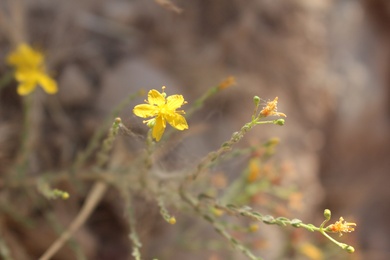 Flowers & Leaves, July. This photo is available under the Creative Commons CC-BY-NC 4.0 License.