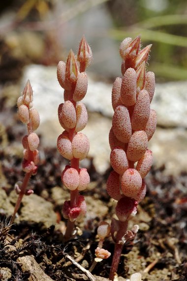 نسب المصنف - غير تجاري 4.0 دولي (CC BY-NC 4.0)- i naturalist.